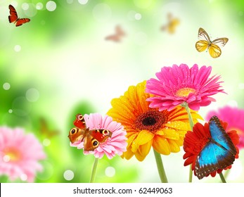 colored gerberas flowers with exotic butterflies - Powered by Shutterstock