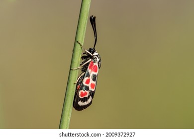 colored insect on the stem of a grass in a field
