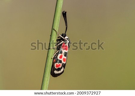 colored insect on the stem of a grass in a field