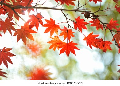 183,986 Japan Maple Images, Stock Photos & Vectors | Shutterstock