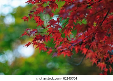 106,462 Red japanese maple Images, Stock Photos & Vectors | Shutterstock