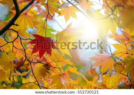 Similar – Image, Stock Photo Golden autumn season concept