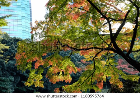 Image, Stock Photo Autumn is here Environment