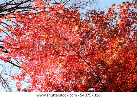 Foto Bild Indian Summer Natur