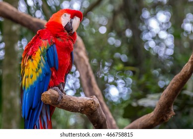 Colored macaw parrots bird on a tree branch in Brazil