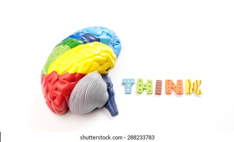 Colored map brain anatomy model with wooden alphabet letter of THINK. Isolated on white background.
