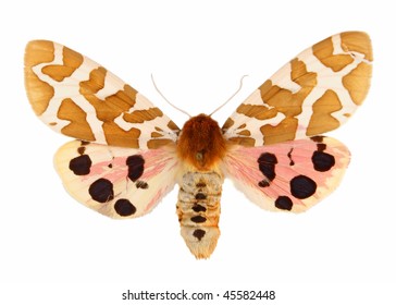 Colored Moth Isolated On White