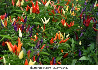 Colored ornamental chillies in a garden
