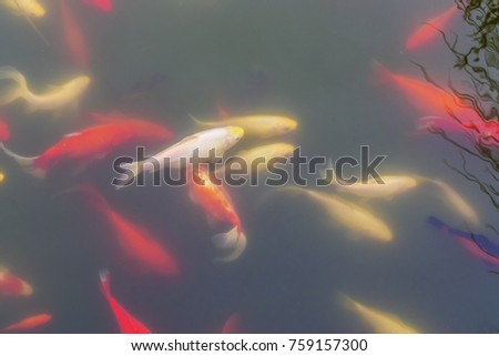 Colored ornamental fish swim in an artificial pond. Top view of fish from a pond of different colors