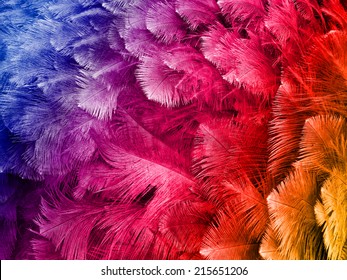colored ostrich feathers