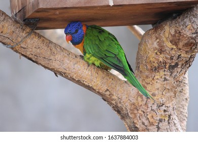Colored parror trying to hide himself
