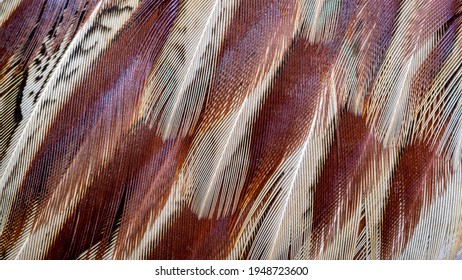 colored pheasant feathers with a visible texture. background