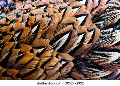 40,911 Feather skin Images, Stock Photos & Vectors | Shutterstock