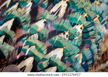 colored pheasant feathers with a visible texture. background