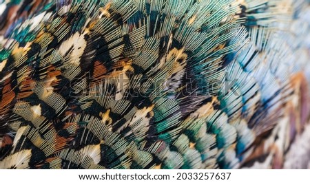 colored pheasant feathers with a visible texture. background