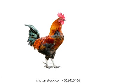 Rooster Bantam Crows Isolate On White Stock Photo 1896314527 | Shutterstock