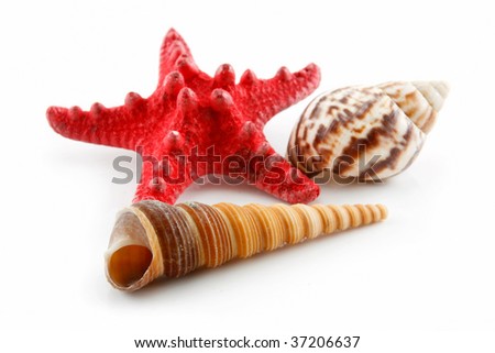 Colored Seashells (Starfish and Scallop) Isolated on White Background