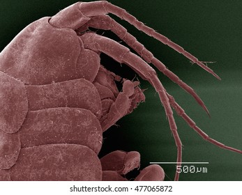 Colored SEM Of Amphipod