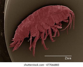 Colored SEM Of Amphipod