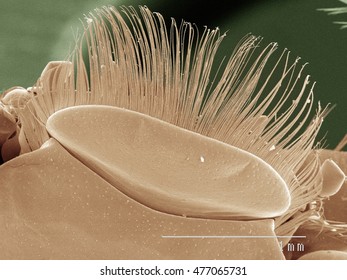 Colored SEM Of Whirligig Beetle Labrum