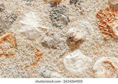 Colored Shells summer pattern on sandy beach, aesthetic nature still life, organic shapes, beauty nature background. Closeup seashells at Soft lighting, warm tones create natural, beachy atmosphere