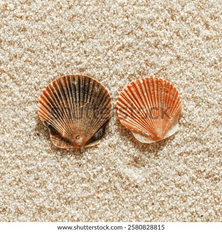 Colored Shells summer pattern on sandy beach, aesthetic nature still life, organic shapes, beauty nature background. Closeup seashells at Soft lighting, warm tones create natural, beachy atmosphere