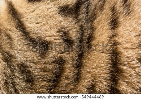 Colored and striped fur of the cat