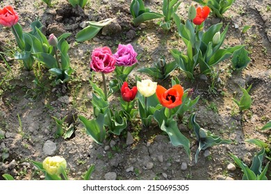 Colored tulips field in a sunny day during spring. Pink, white and red colors. Soil. Close up from upside perspective. Bunch of bright and colorful flowers.