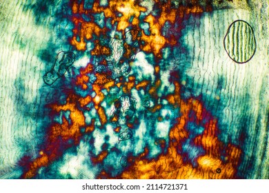 Colorful, Abstract Micrograph Of Fish Scale, Sculpin (Cottidae) With Polarization At 40x.