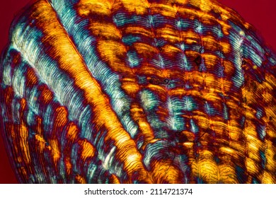 Colorful, Abstract Micrograph Of Fish Scale, Sculpin (Cottidae) With Polarization At 40x.