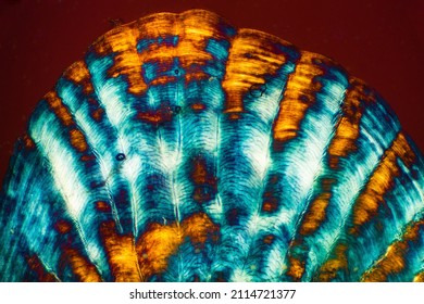 Colorful, Abstract Micrograph Of Fish Scale, Sculpin (Cottidae) With Polarization At 40x.