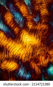 Colorful, Abstract Micrograph Of Fish Scale, Sculpin (Cottidae) With Polarization At 100x.