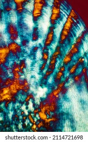 Colorful, Abstract Micrograph Of Fish Scale, Sculpin (Cottidae) With Polarization At 40x.