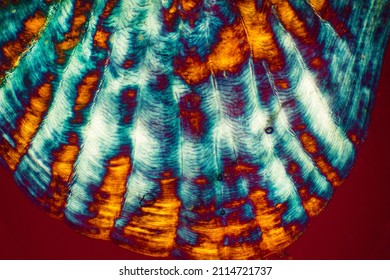 Colorful, Abstract Micrograph Of Fish Scale, Sculpin (Cottidae) With Polarization At 40x.