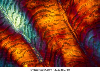 Colorful, Abstract Micrograph Of Fish Scale, Sculpin (Cottidae) With Polarization At 100x.