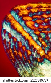 Colorful, Abstract Micrograph Of Fish Scale, Sculpin (Cottidae) With Polarization At 40x.