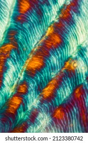 Colorful, Abstract Micrograph Of Fish Scale, Sculpin (Cottidae) With Polarization At 100x.