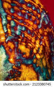 Colorful, Abstract Micrograph Of Fish Scale, Sculpin (Cottidae) With Polarization At 40x.