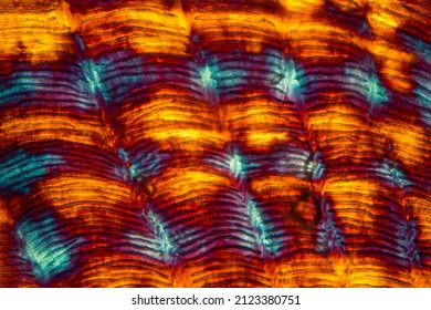 Colorful, Abstract Micrograph Of Fish Scale, Sculpin (Cottidae) With Polarization At 100x.