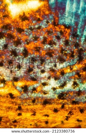 Colorful, abstract micrograph of fish scale with stellate melanocytes, or pigment cells, of a  sculpin (Cottidae) with polarization at 100x.