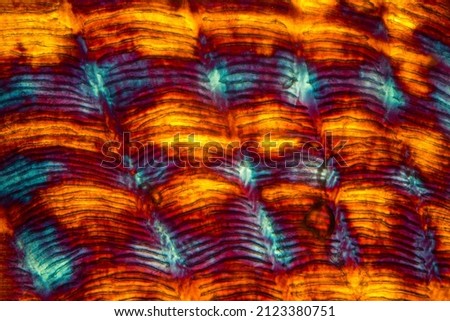 Colorful, abstract micrograph of fish scale, sculpin (Cottidae) with polarization at 100x.