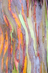Colorful Abstract Pattern Of Rainbow Eucalyptus Tree Bark