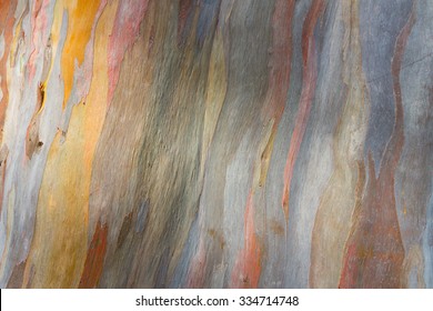 Colorful abstract pattern texture of Eucalyptus tree bark
