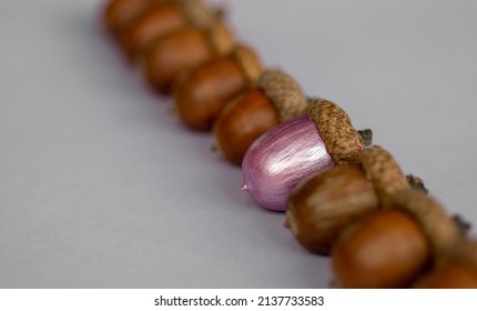 Colorful Acorn Against Of Ordinary Acorns Abstract Vision Be Different, Unique Personality Or Standing Out From The Crowd, Leadership Quality