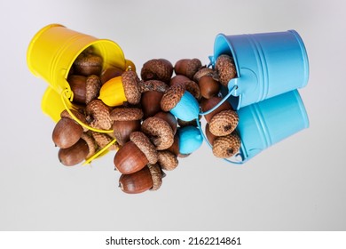 Colorful Acorn Against Of Ordinary Acorns Abstract Vision Be Different, Unique Personality Or Standing Out From The Crowd, Leadership Quality