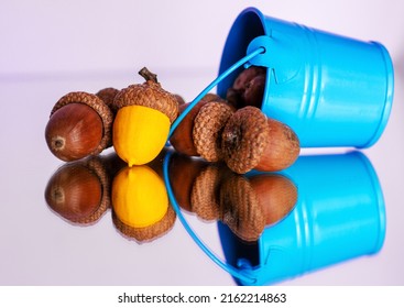 Colorful Acorn Against Of Ordinary Acorns Abstract Vision Be Different, Unique Personality Or Standing Out From The Crowd, Leadership Quality