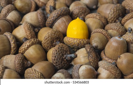 Colorful  Acorn Against  Of Ordinary Acorns Abstract Vision Be Different, Unique Personality Or Standing Out From The Crowd, Leadership Quality. Beautiful Still Life  Background