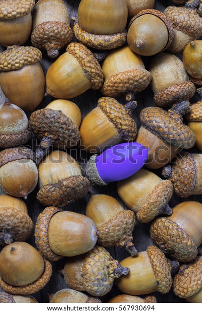 acorn photo editing acorn photo editing