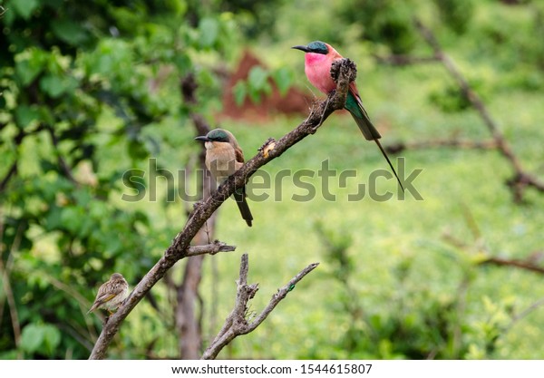 Colorful african bee
eaters in Chobe Park