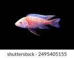 A colorful Albino non Mbuna cichlid on isolated black background. Aulonocara is endemic to Lake Malawi. it is an African cichlids in Cichlidae family.